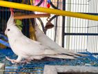 Albino Cockatiel এলবিনো কোকাটেল