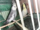 Albino cockatiel