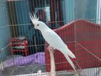 Albino Cockatiel