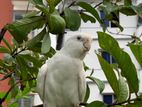 Albino Cockatiel