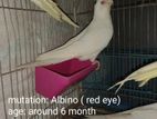 Albino cockatiel