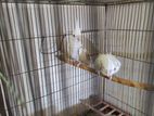 Albino cockatiel birds