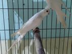 Albino Cockatiel