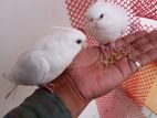 Albino Cockatiel