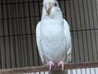 Albino Cockatiel