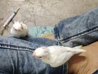 Albino Cockatiel