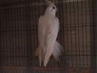 Albino cockatiel