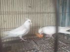 albino cockatiel