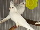 Albino Cockatiel