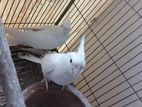 Albino Cockatiel Full Adult pair