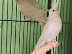 Albino cockatiel jora