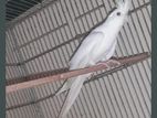 Albino Cockatiel Male