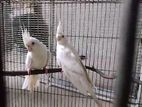 Albino Cockatiel Pair Adult