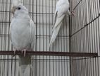 Albino Cockatiel Pair