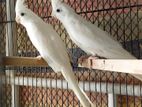 Albino Cockatiel pair