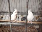 Albino Cockatiel Pair