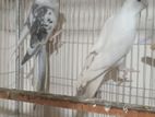 Albino Cockatiel pakhi