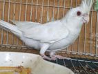 Albino cockatiel red eye 2 pieces