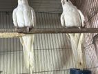 Albino Cockatiel Running Master Pair ককাটেল