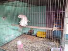 Albino Cockatiel Running Pair