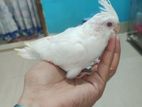 Albino Cockatiel selffeed & handfeeding.