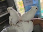 Albino Cockatiel Tame Breeding Pair