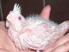 Albino cockatiel