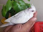 Albino Cocktail Baby