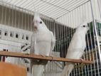 Albino Cocktail Bird