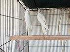 Albino Cocktail bird