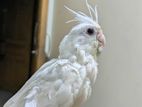 Albino cocktail