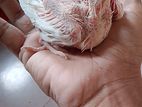 Albino cocktail