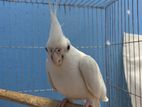 Albino Cocktiel Pair