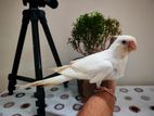 Albino Cokatail Full Tame