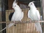 Albino cokatial n lutino red head opline love birds running pair