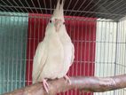 Albino cokatile Female