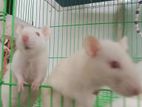 Albino Edur