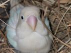 Albino female Bird