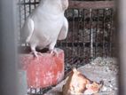 Albino Female bird