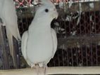 Albino female Cokatail