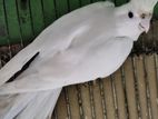 Albino female