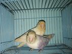 Albino Fischer Lovebird Master Pair