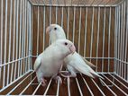 Albino fisher red eye adult pair age 1 years