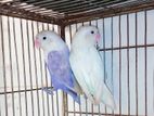 Albino Full Adult Lovebird Pair