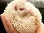 Albino Hadgehok 2 pis