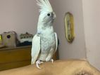 Albino Heavy Pied Male