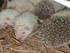 Albino hedgehog