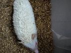 Albino Hedgehog male baby