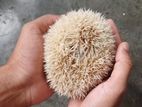 Albino Hedgehog male