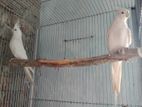 albino ককাটেল রানিং পেয়ার